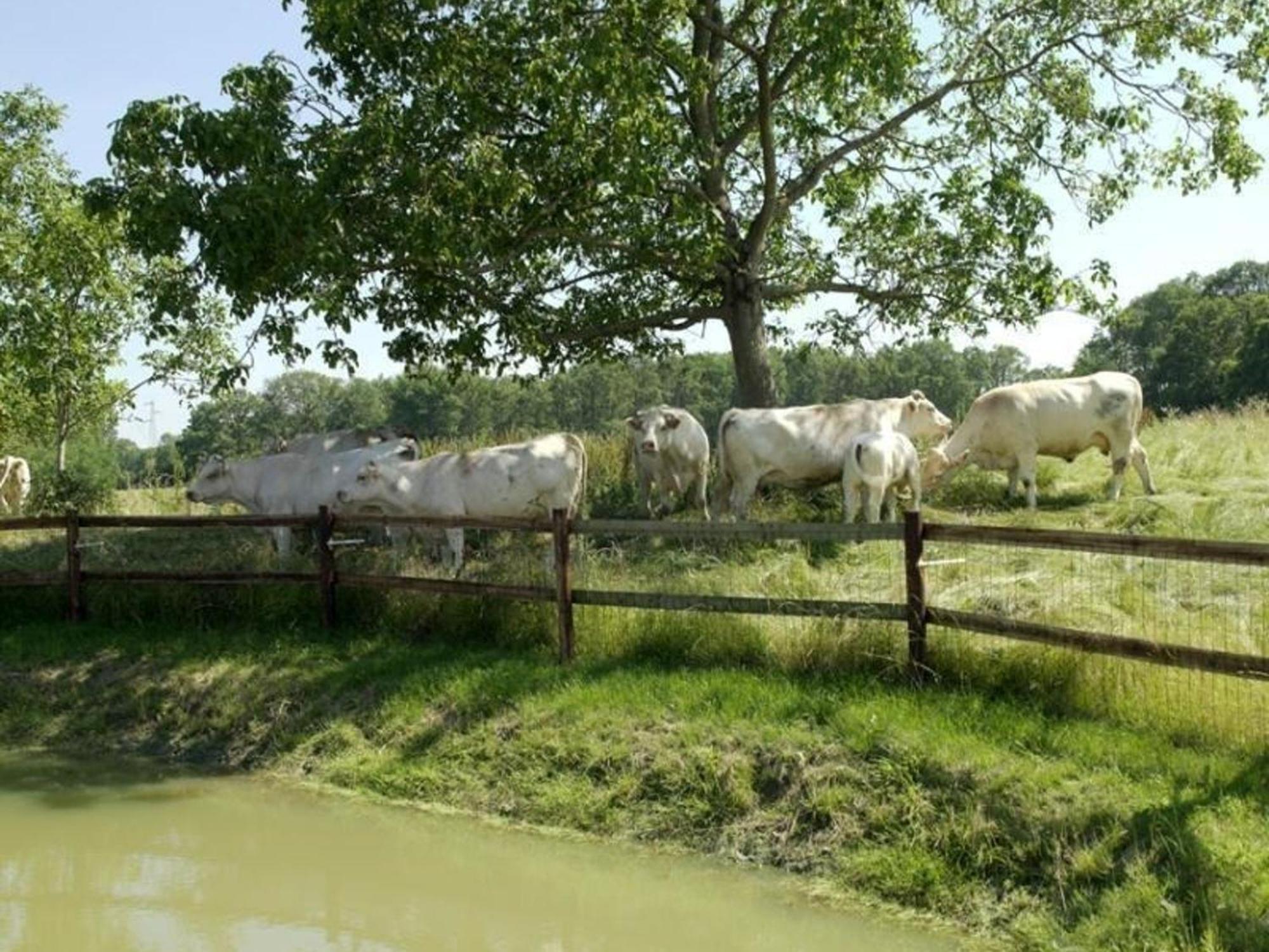 Gîte Pervenchères, 4 pièces, 6 personnes - FR-1-497-49 Extérieur photo